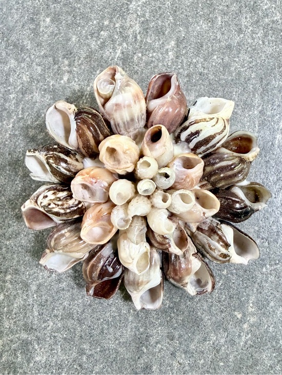 Jewelry - Vintage Brooch Sea Shell Cluster Pin - Neutral Tones